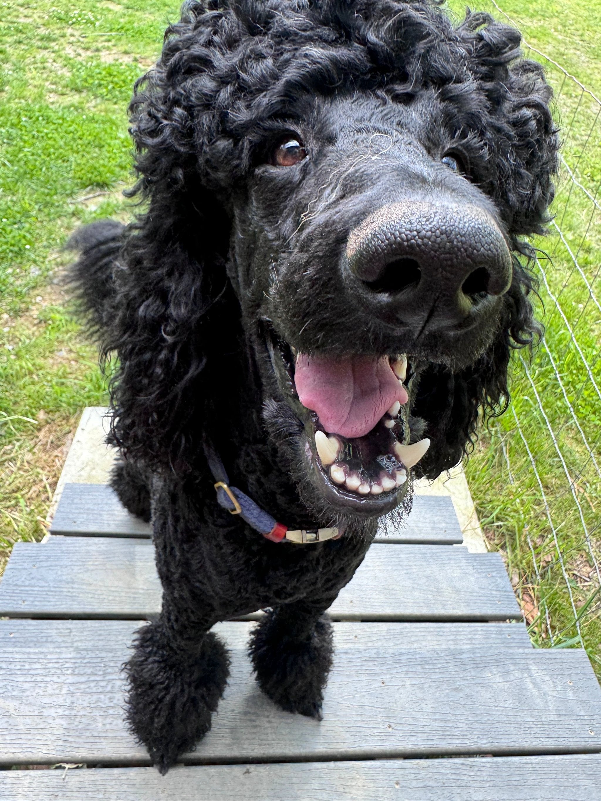 A GENTLEMAN'S BAR SOAP SLICE 5 oz. by Essential Journeys