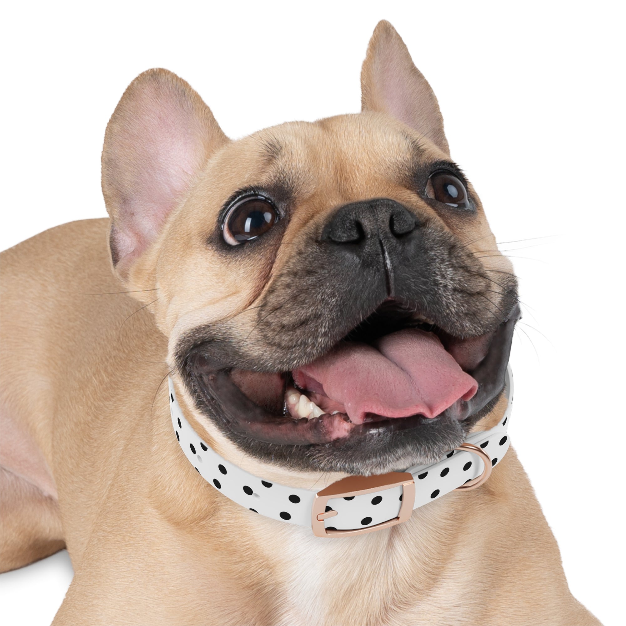 Personalized polka dots Dog Collar
