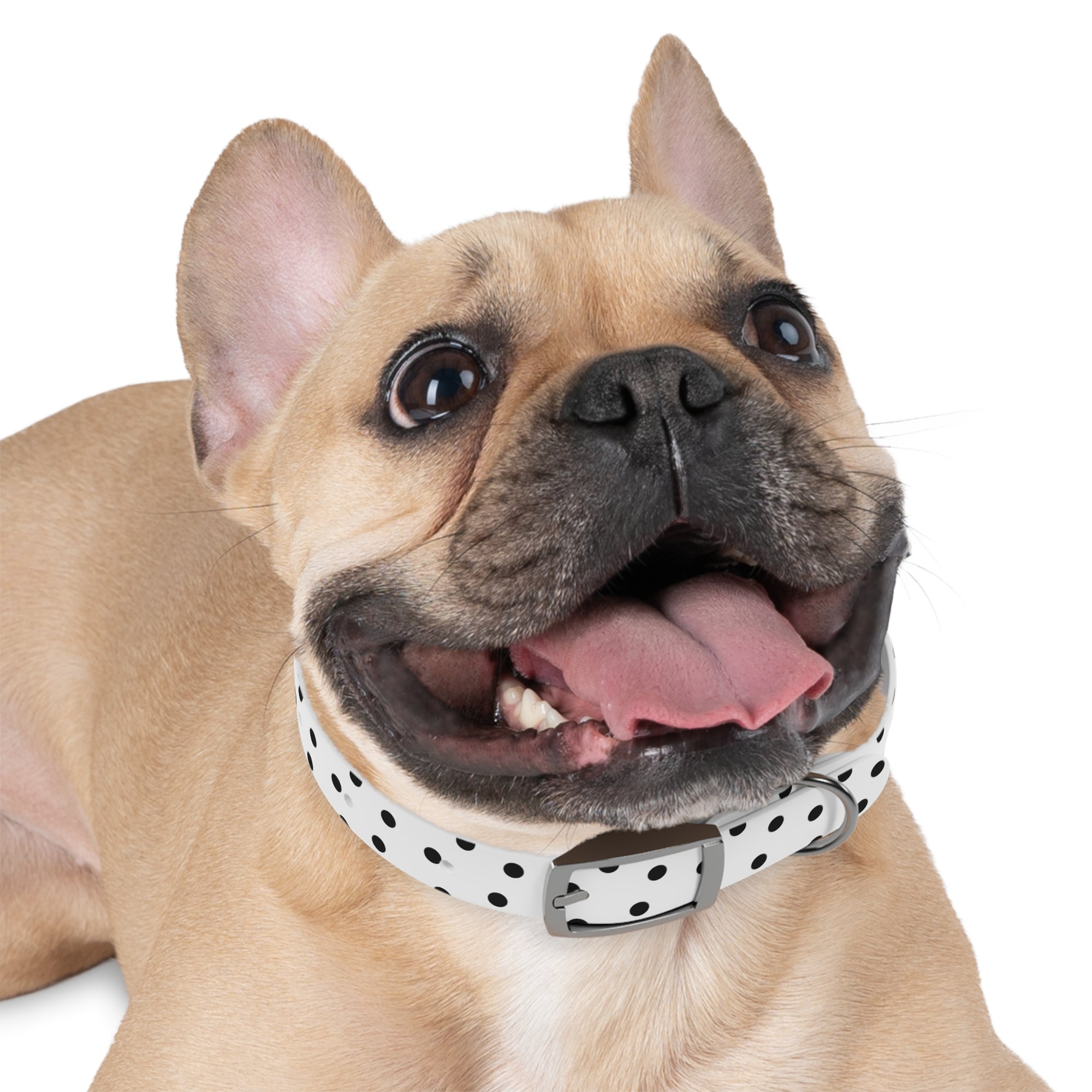 Personalized polka dots Dog Collar