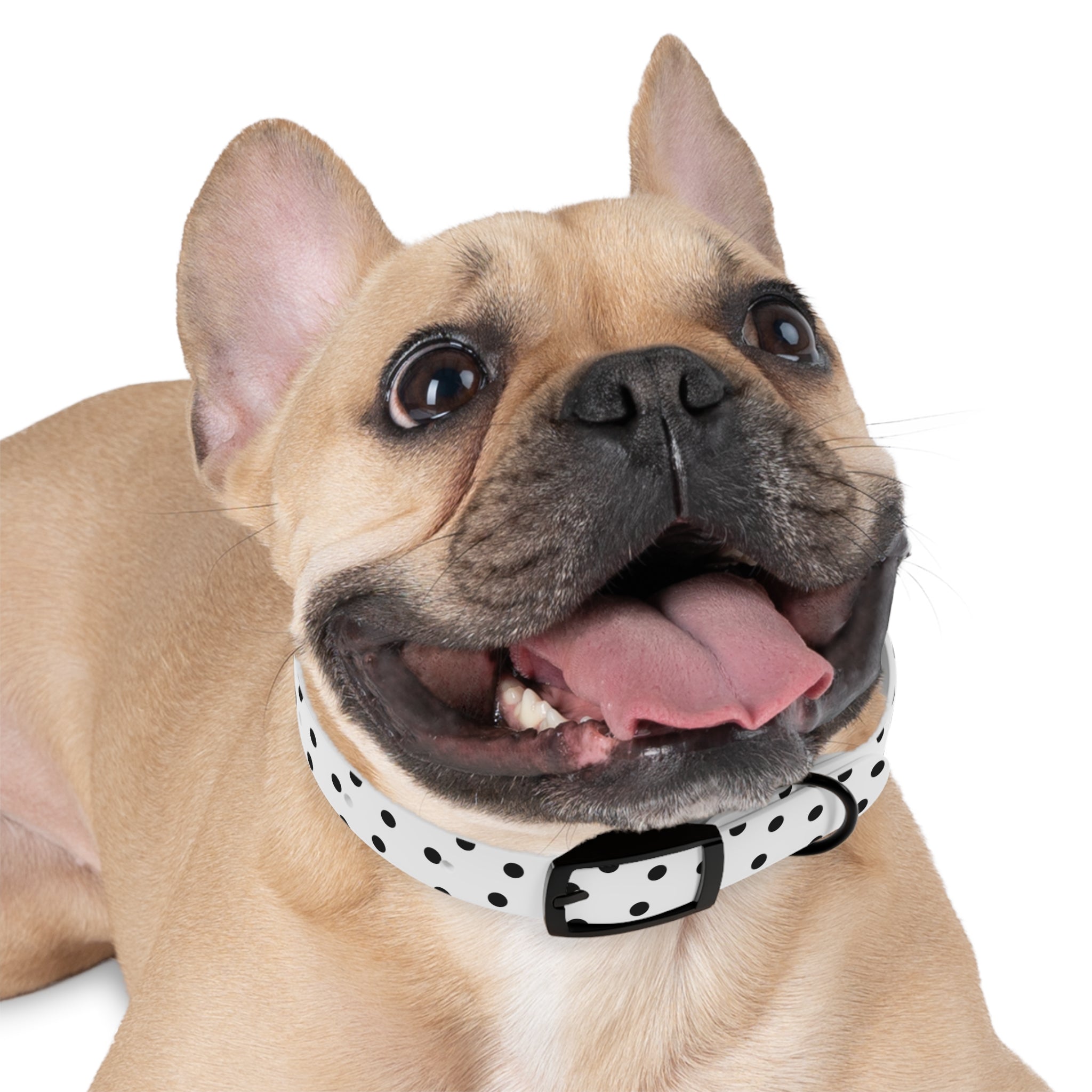 Personalized polka dots Dog Collar