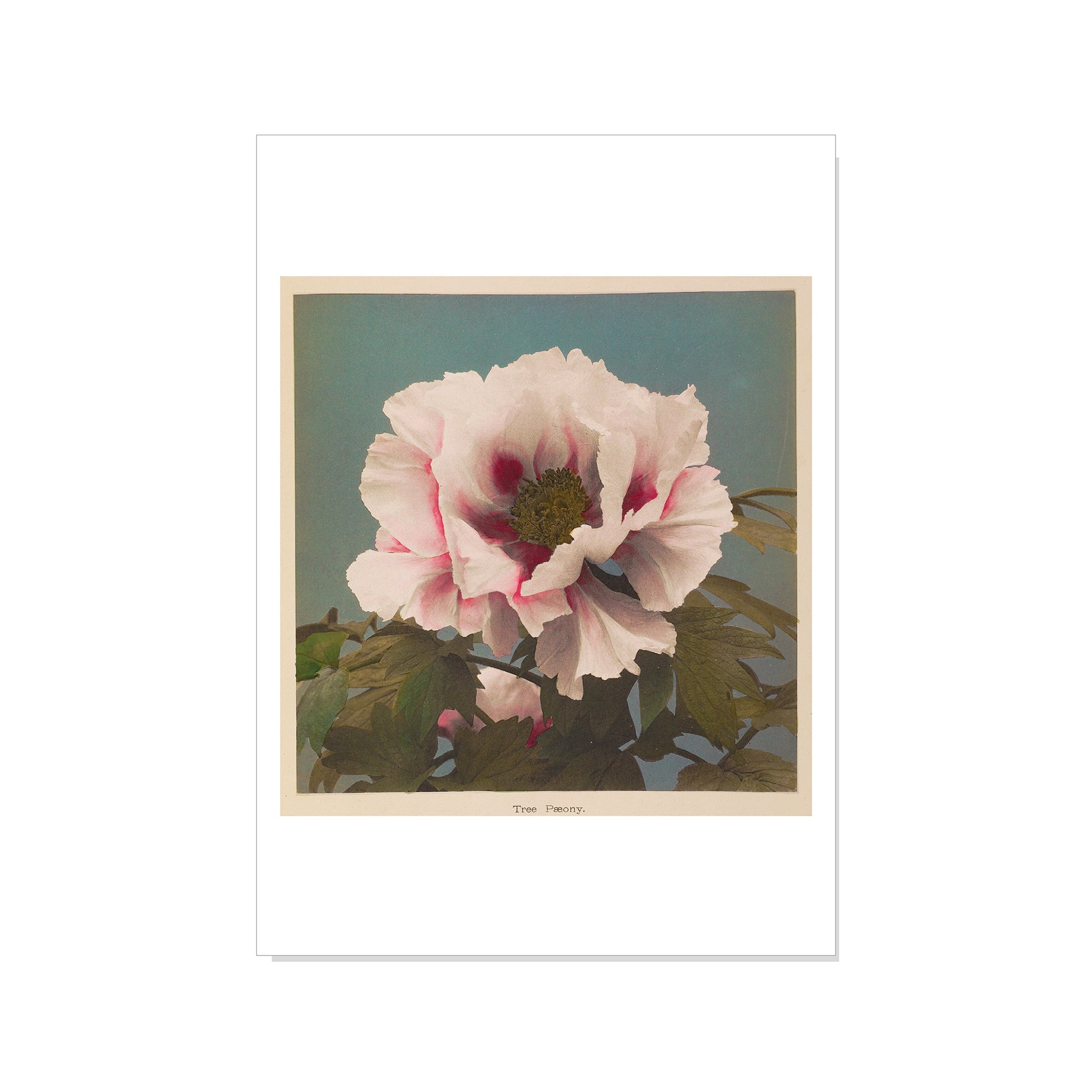 Ogawa - Tree Paeony - Postcard