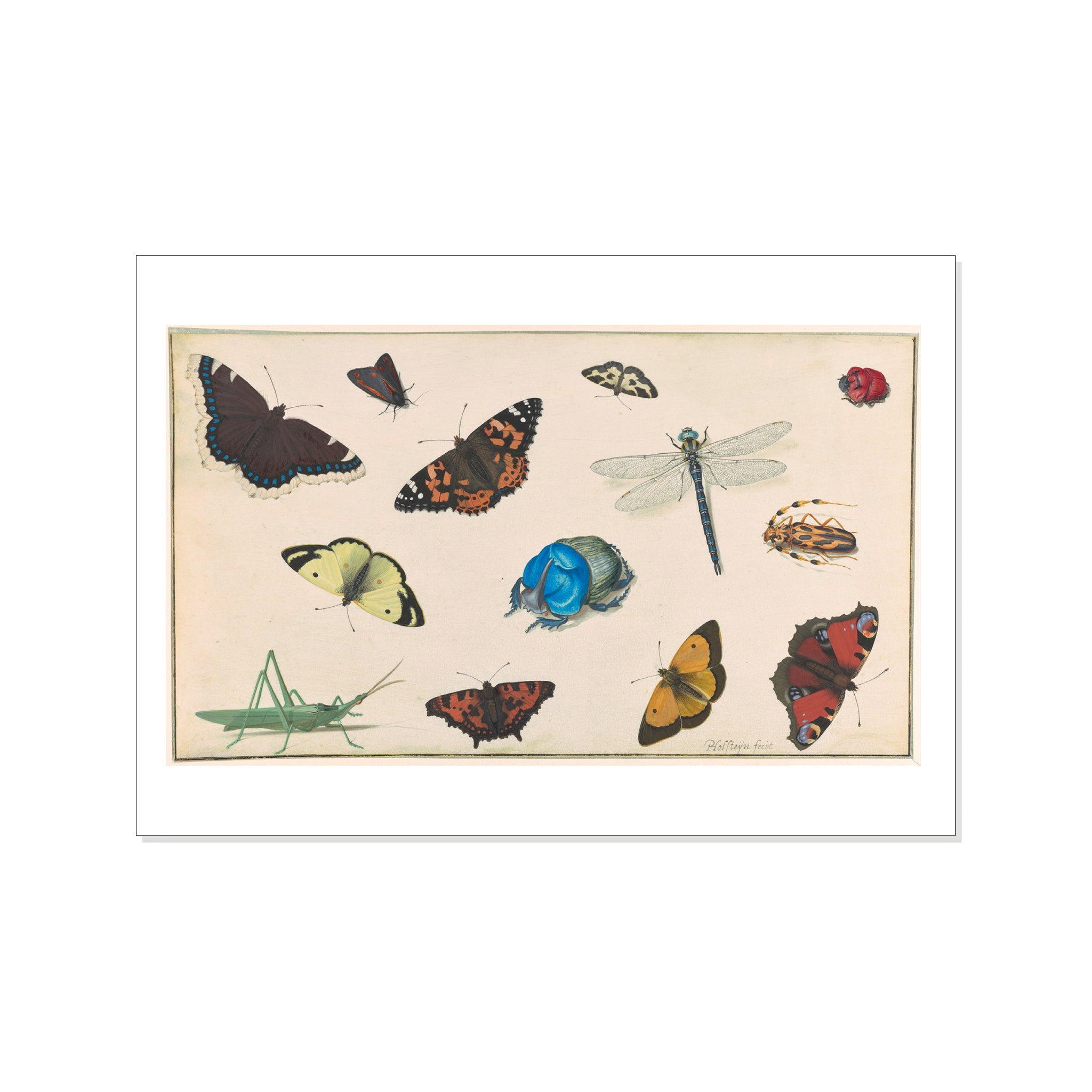 Holsteyn II - Sheet of Studies of a Dragonfly, Grasshopper, Butterflies, Moths, and Beetles - Postcard