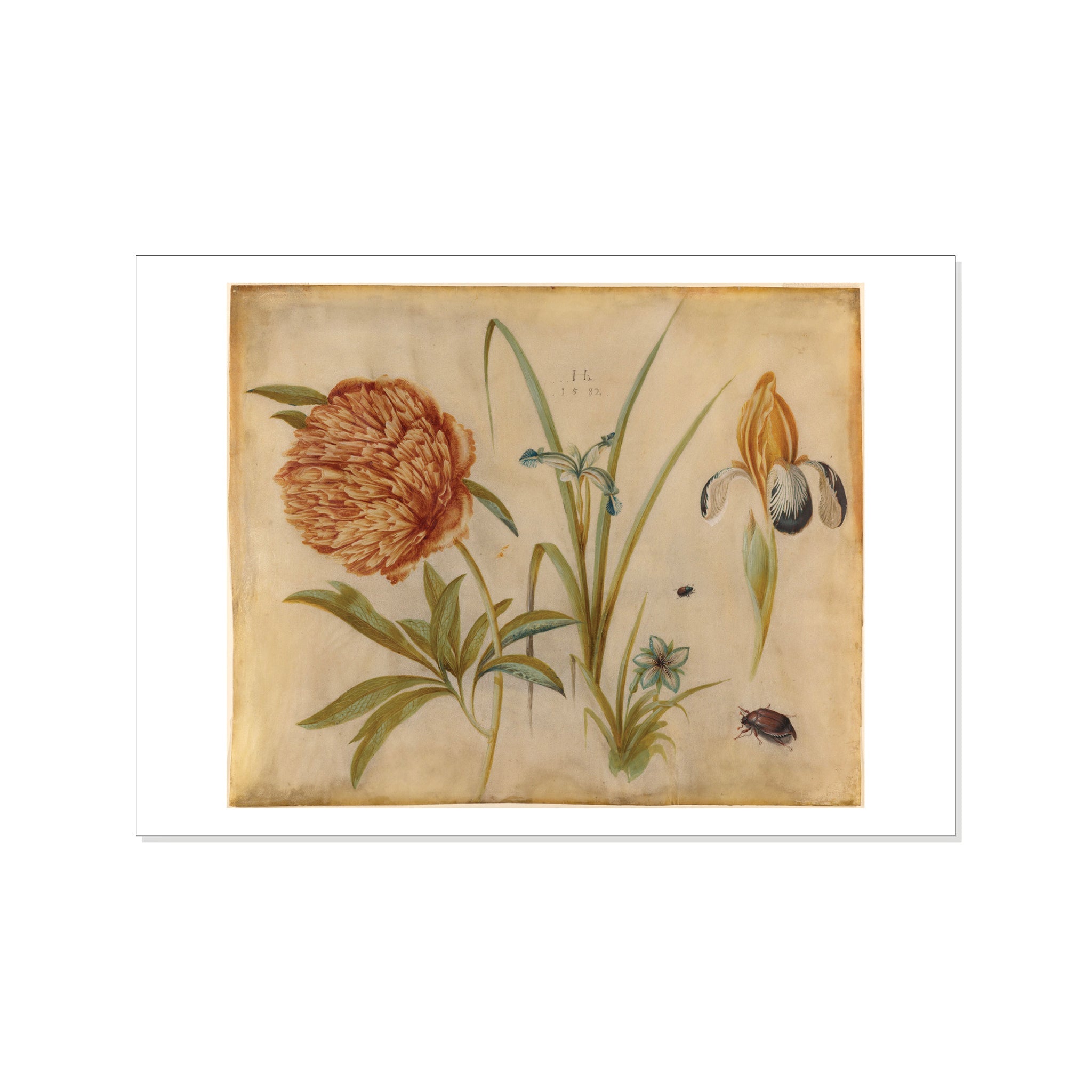 Hoffmann - Flowers and Beetles - Postcard