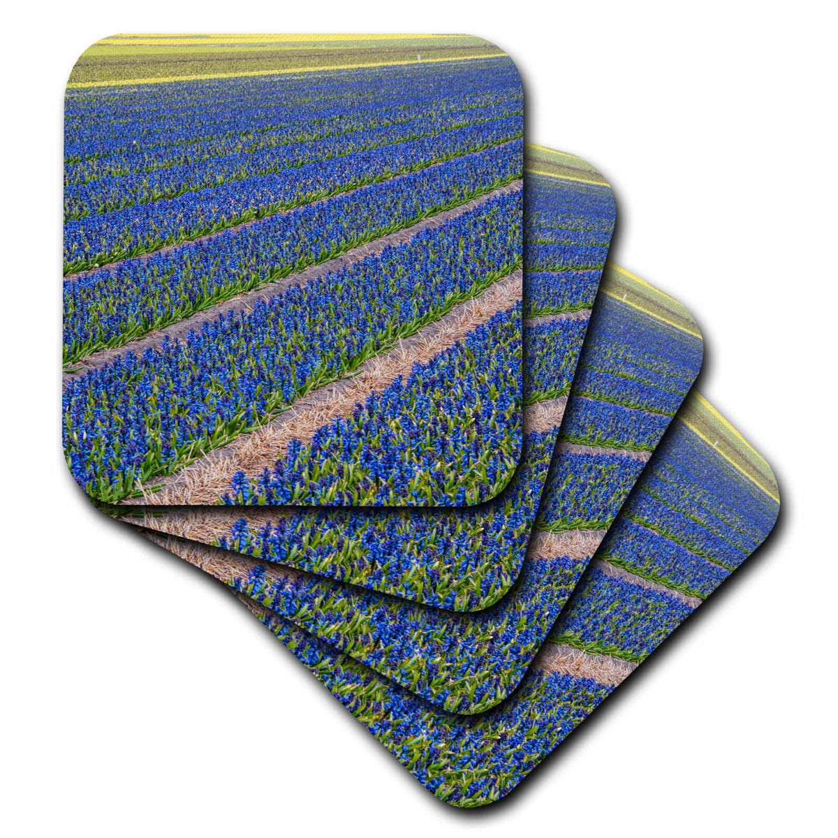3dRose Danita Delimont - Agriculture - Netherlands, Southern Holland Province, Lisse, hyacinths Fields - Coasters