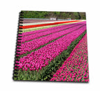 3dRose Danita Delimont - Agriculture - Netherlands, Kop Van Noord Holland, Tulip Flower Fields - Drawing Book