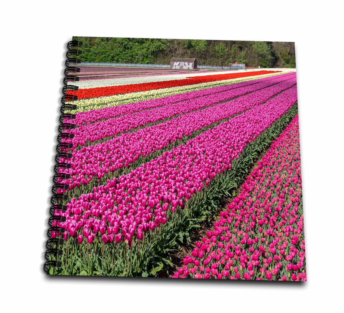3dRose Danita Delimont - Agriculture - Netherlands, Kop Van Noord Holland, Tulip Flower Fields - Drawing Book