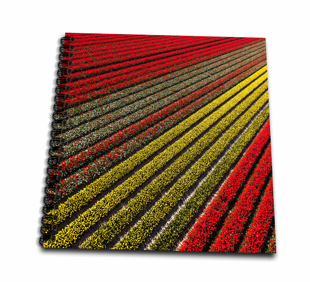 3dRose Aerial view of the tulip fields in North Holland, Netherlands - Drawing Books (db_330384)