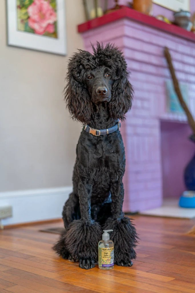 Ginger Quince Liquid Hand & Body Soap 8 oz. by Essential Journeys