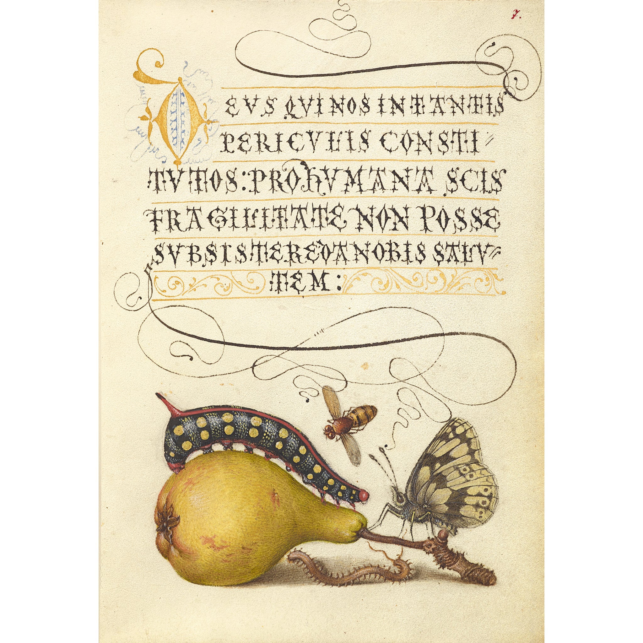 Joris Hoefnagel Magnet