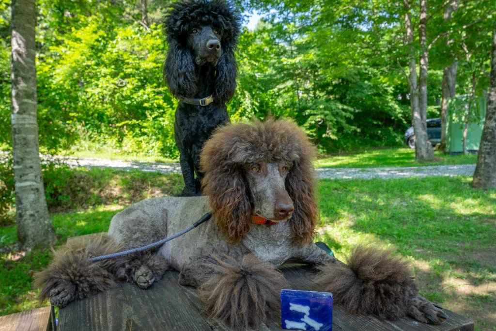 LAVENDER DOG BONE SOAP SLICE 5.5 oz. by Essential Journeys