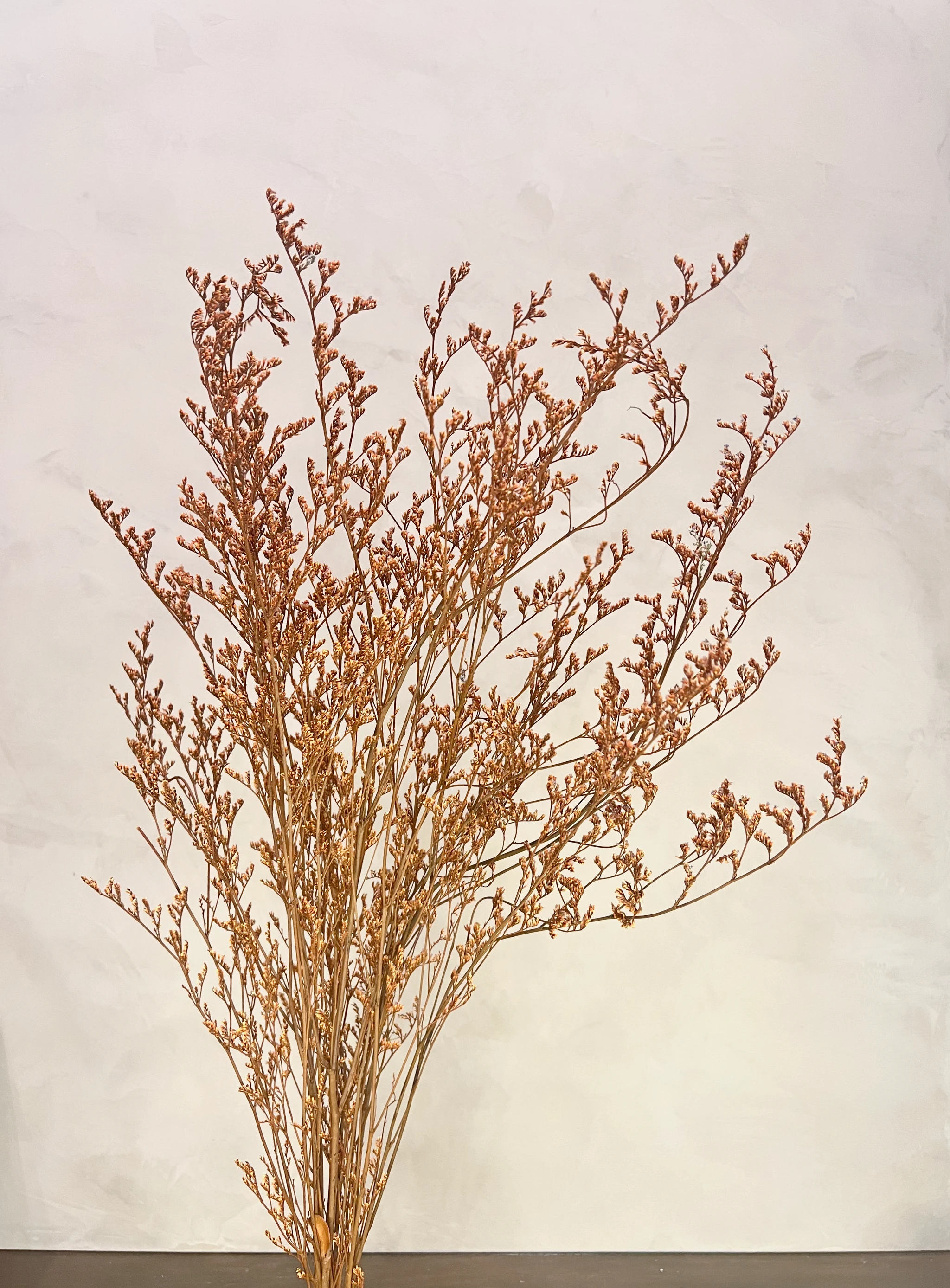 Preserved Limonium Caspia Flowers - Terracotta Orange by Source by Studio Skara