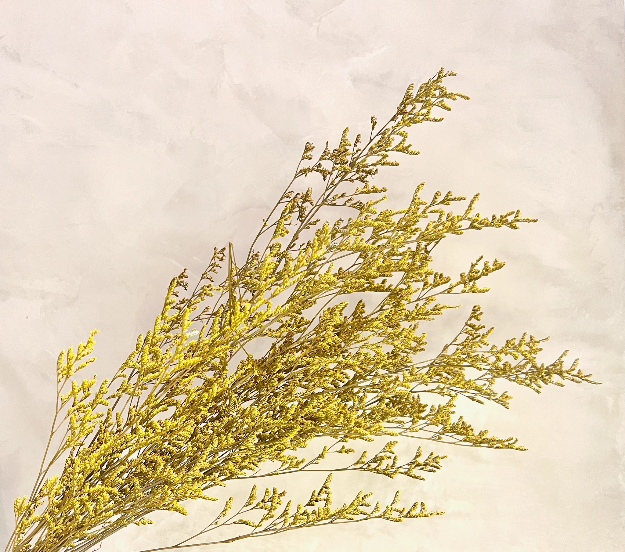 Preserved Limonium Caspia Flowers - Yellow by Source by Studio Skara