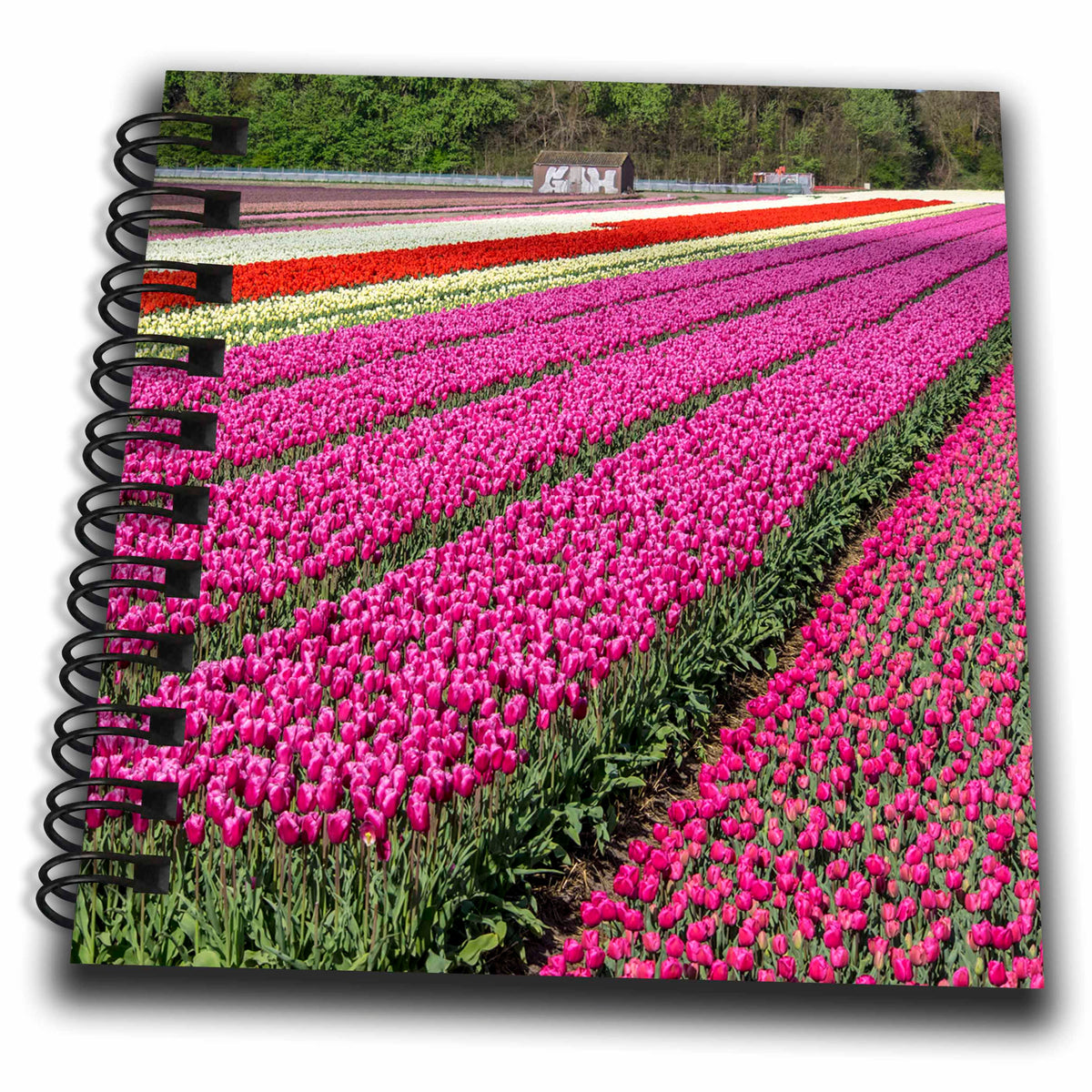 3dRose Danita Delimont - Agriculture - Netherlands, Kop Van Noord Holland, Tulip Flower Fields - Drawing Book