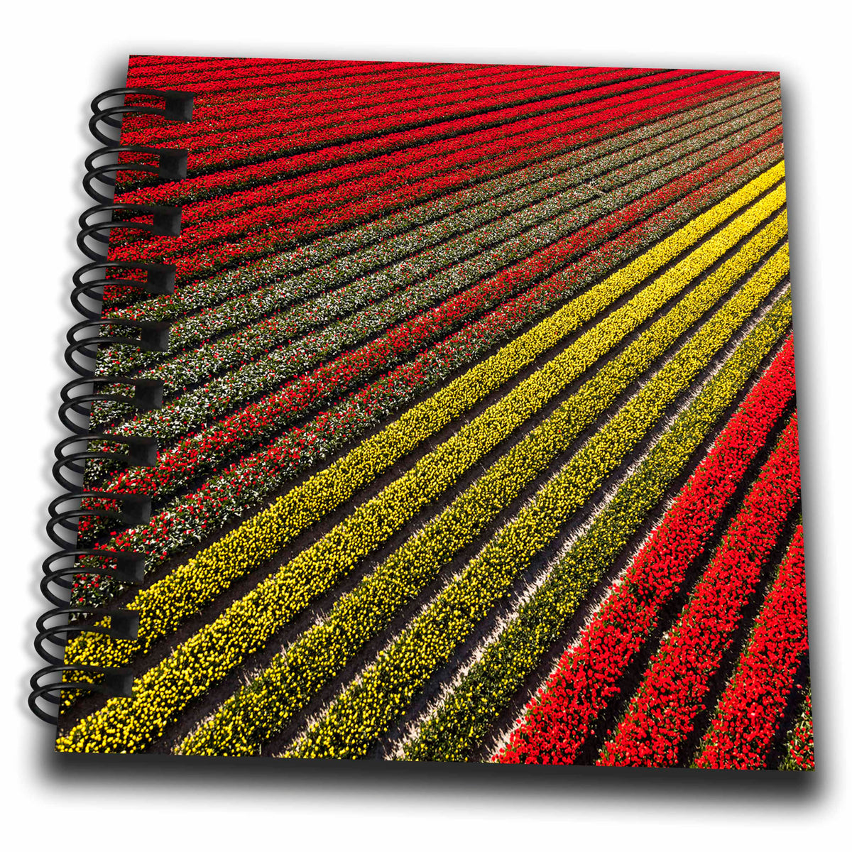 3dRose Aerial view of the tulip fields in North Holland, Netherlands - Drawing Books (db_330384)