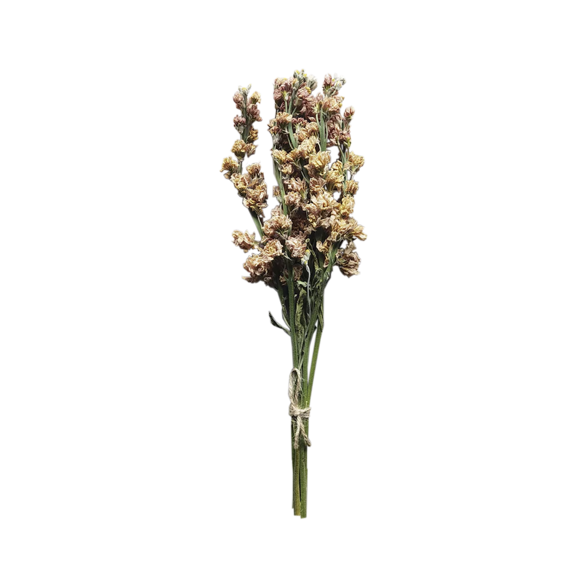 Dried Larkspur by Source by Studio Skara