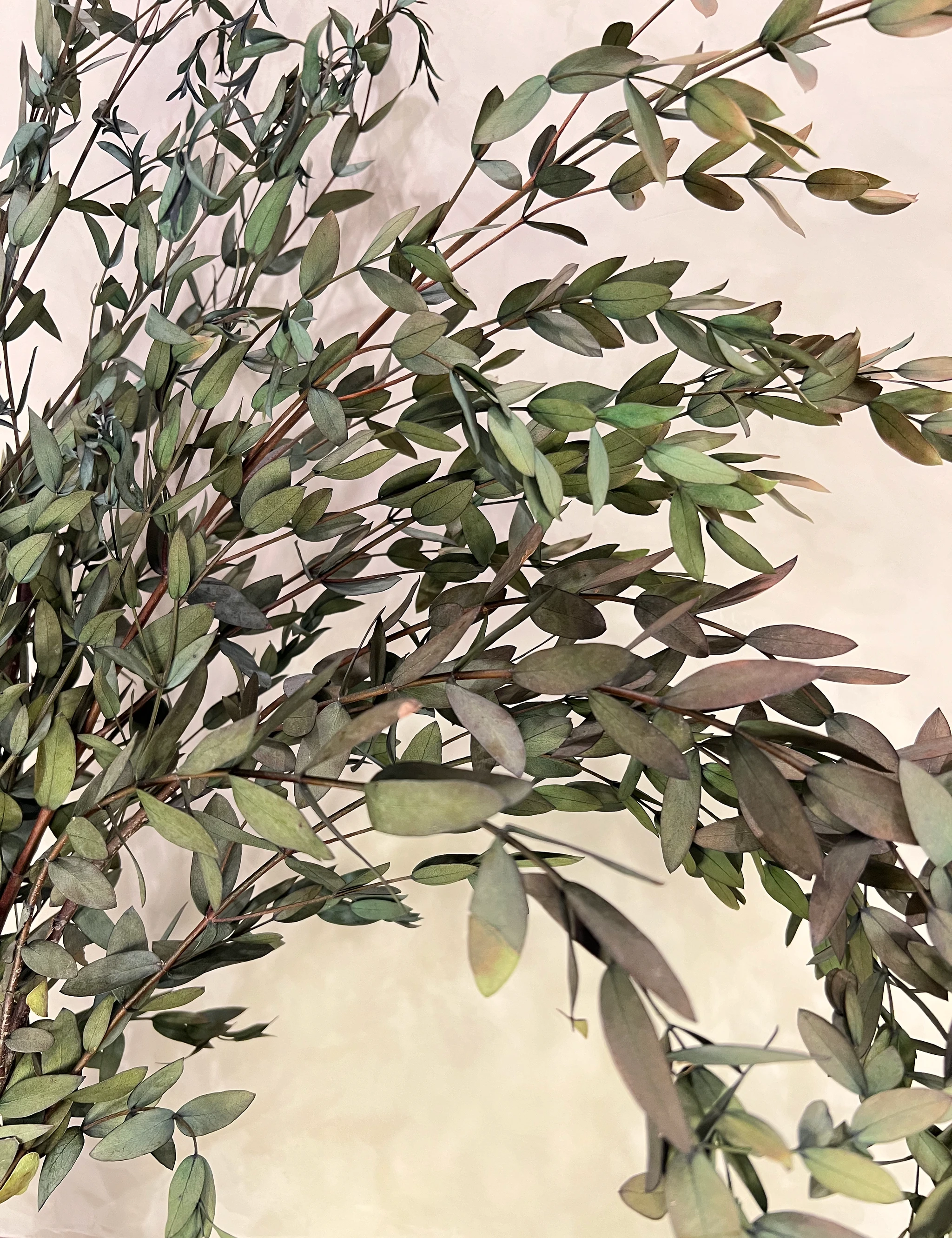 Preserved Parvifolia Eucalyptus: Small Teardrop - Olive Green by Source by Studio Skara