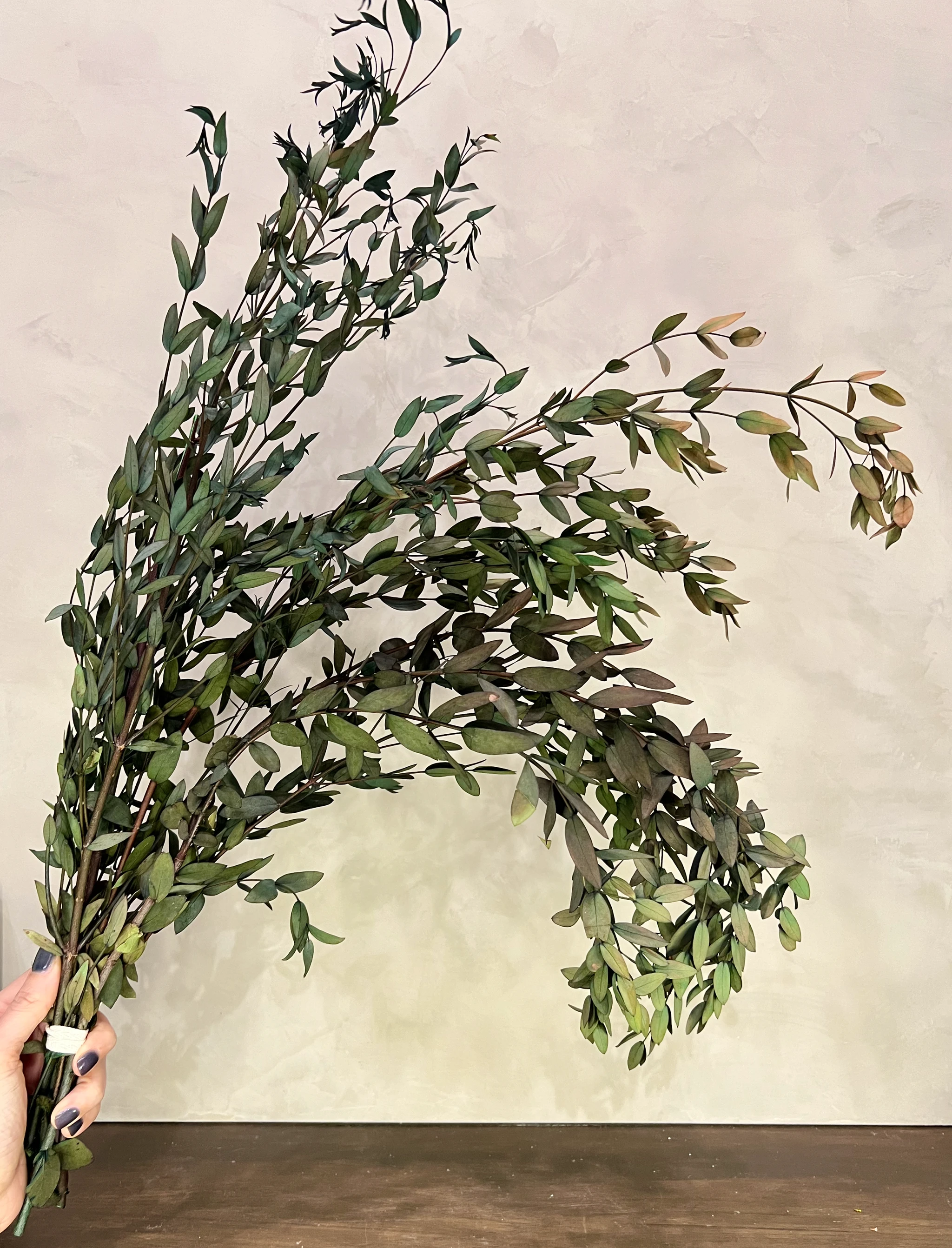 Preserved Parvifolia Eucalyptus: Small Teardrop - Olive Green by Source by Studio Skara