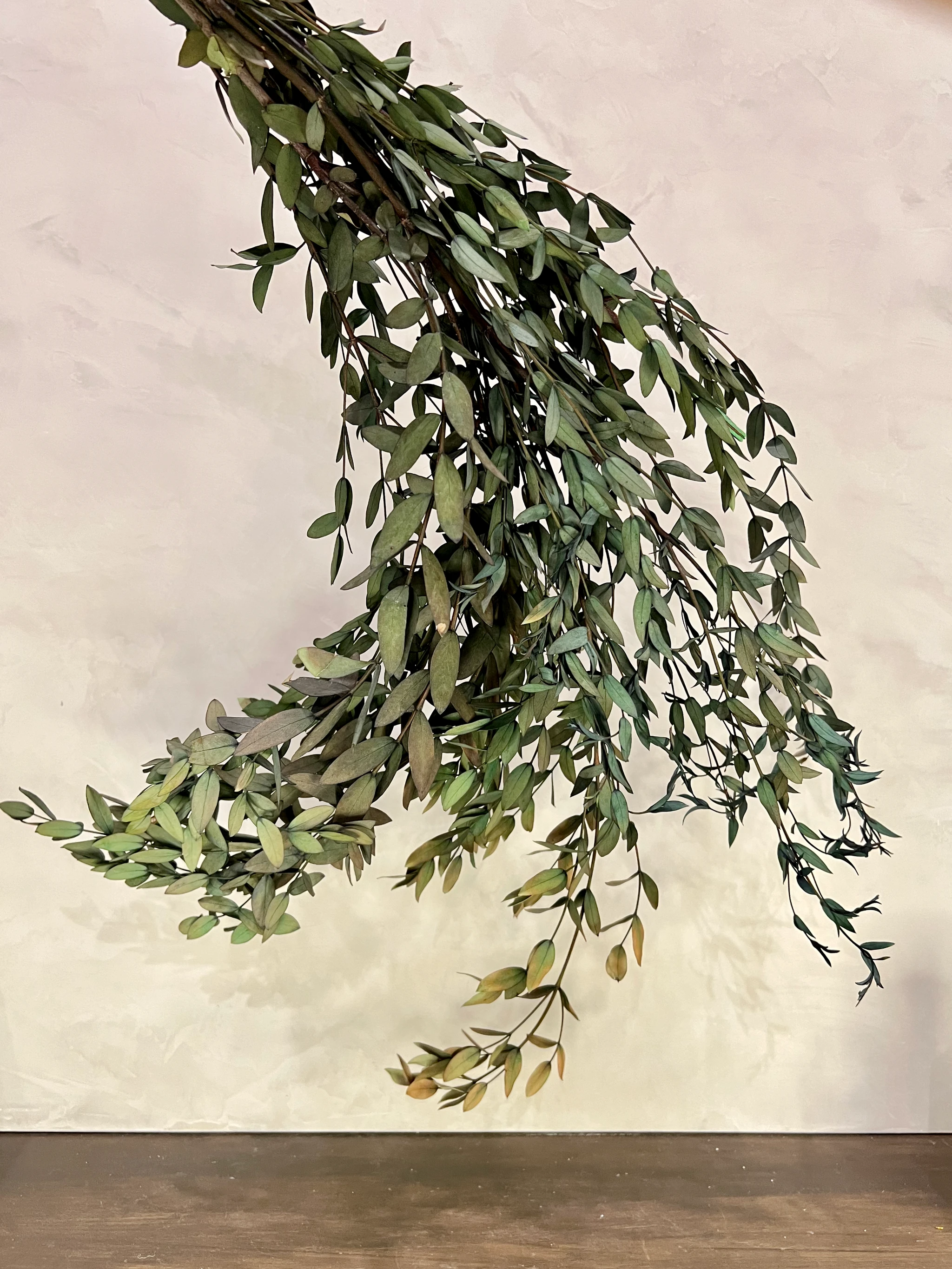 Preserved Parvifolia Eucalyptus: Small Teardrop - Olive Green by Source by Studio Skara
