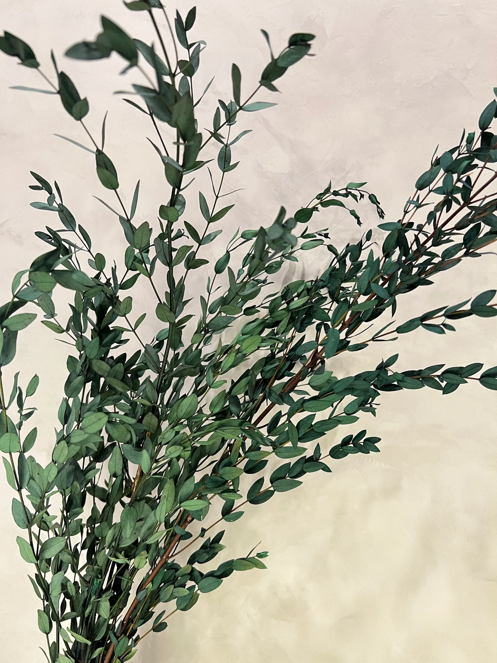 Preserved Parvifolia Eucalyptus - Dark Green by Source by Studio Skara