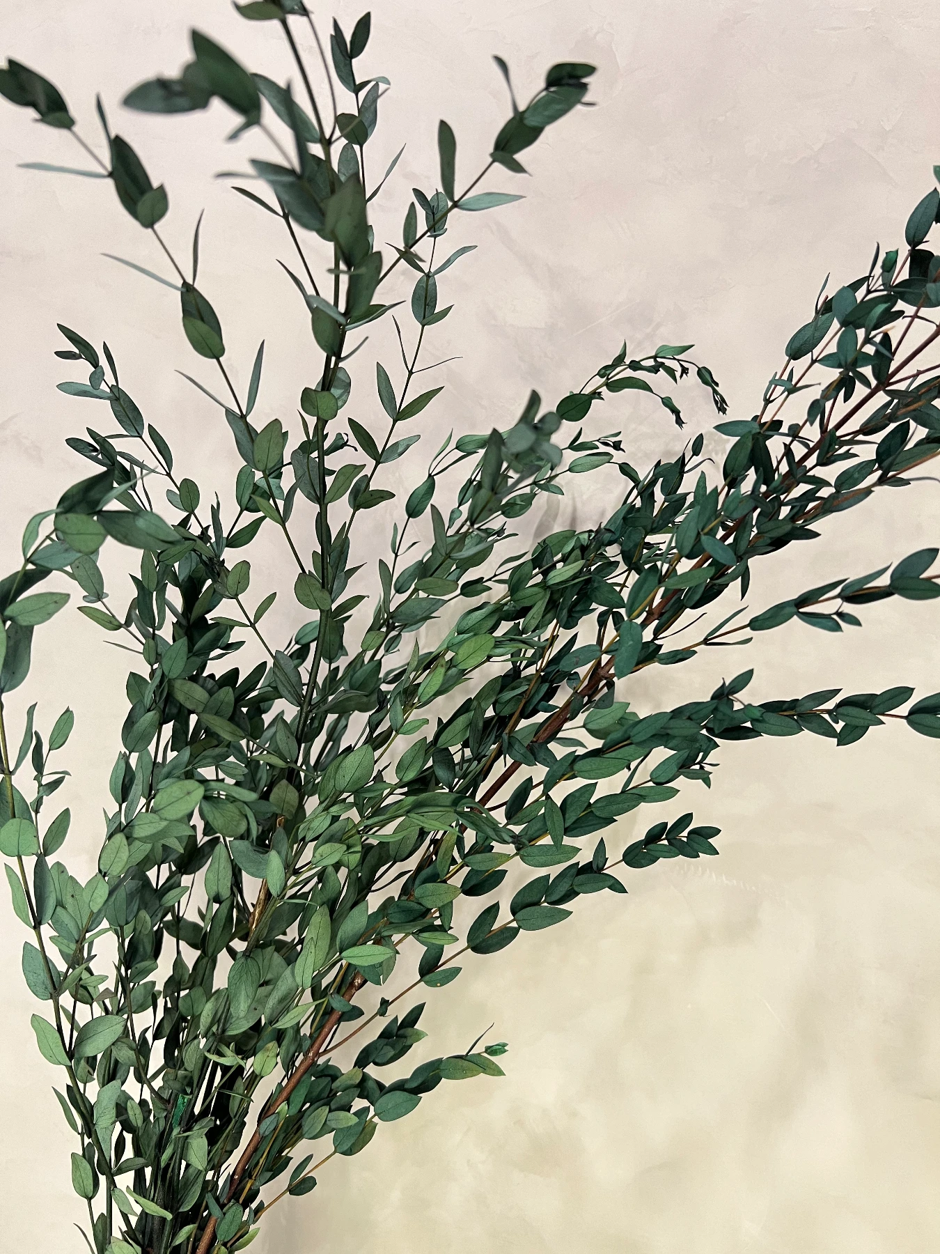 Preserved Parvifolia Eucalyptus - Dark Green by Source by Studio Skara