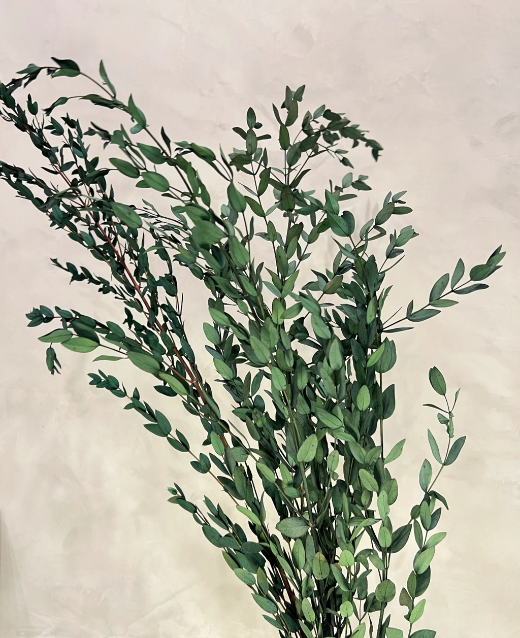 Preserved Parvifolia Eucalyptus - Dark Green by Source by Studio Skara
