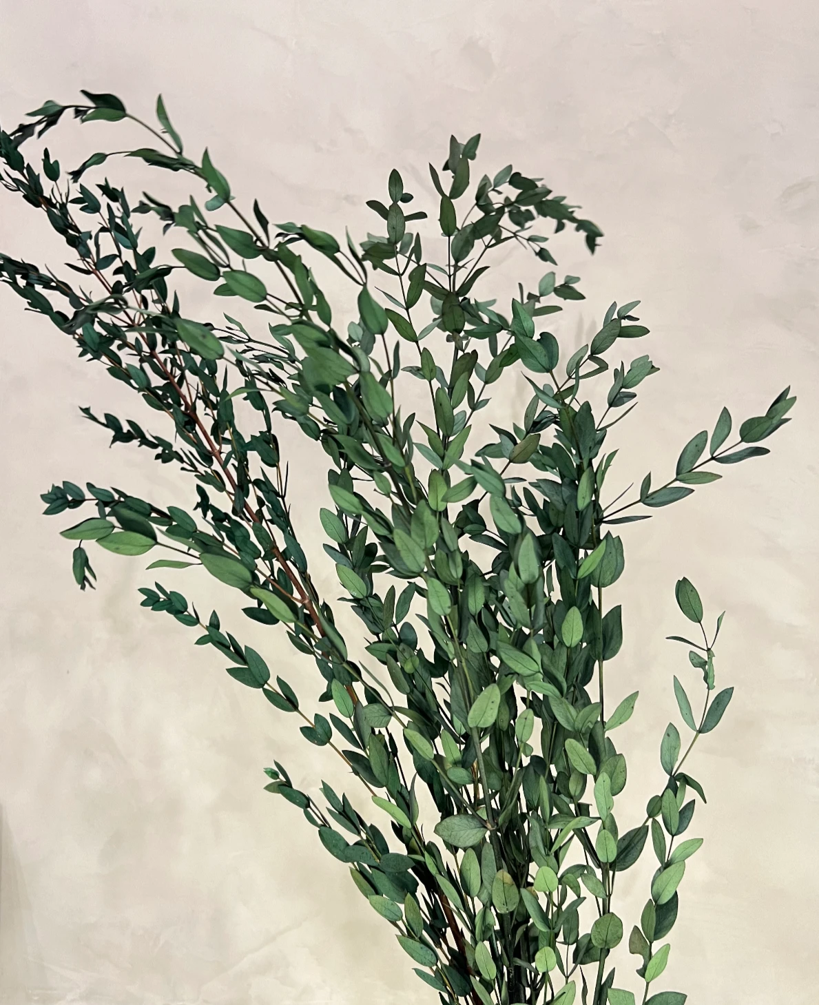 Preserved Parvifolia Eucalyptus - Dark Green by Source by Studio Skara