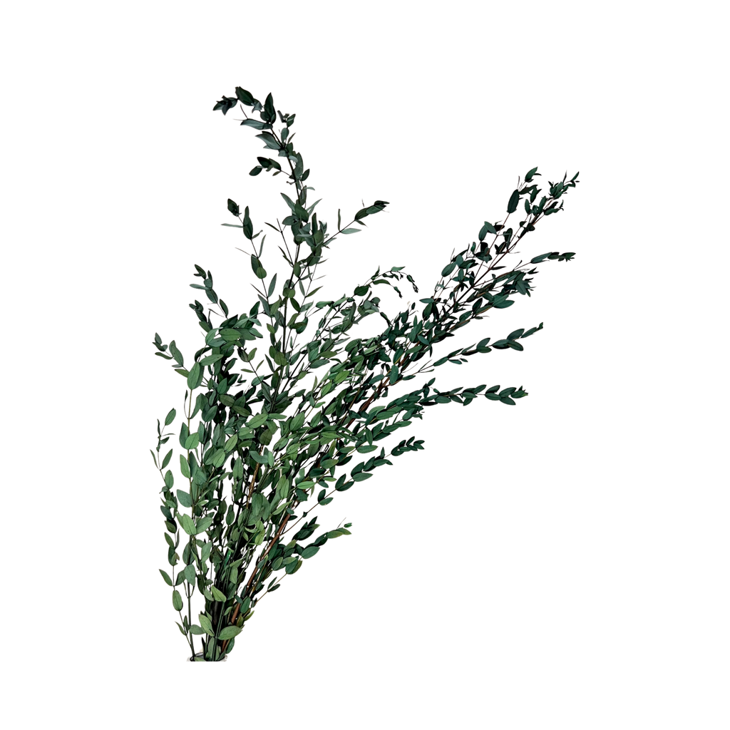 Preserved Parvifolia Eucalyptus - Dark Green by Source by Studio Skara