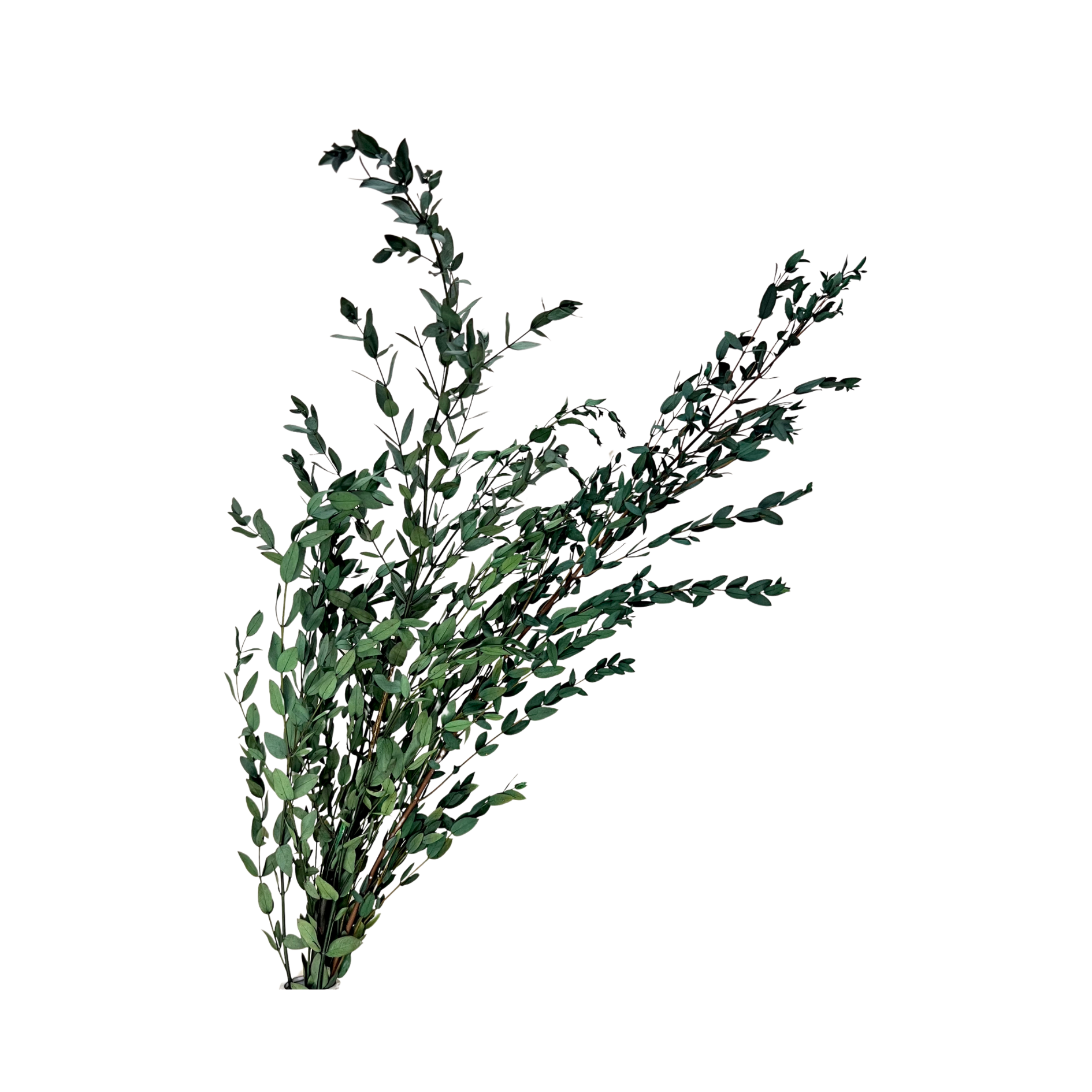 Preserved Parvifolia Eucalyptus - Dark Green by Source by Studio Skara