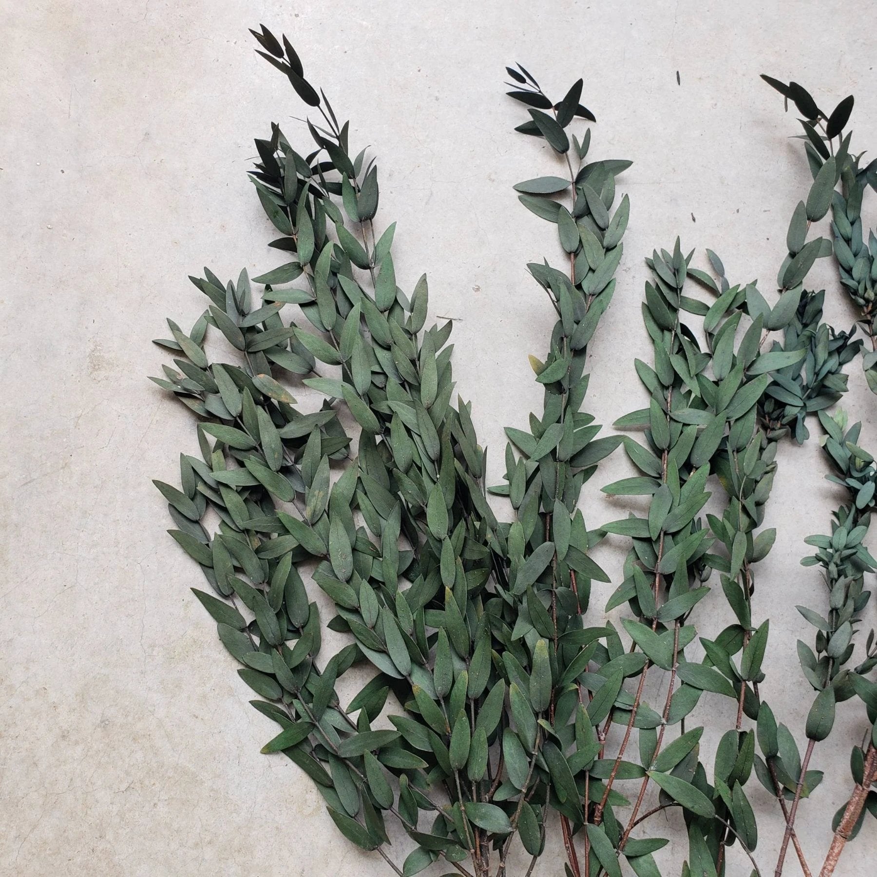 Preserved Parvifolia Eucalyptus - Dark Green by Source by Studio Skara