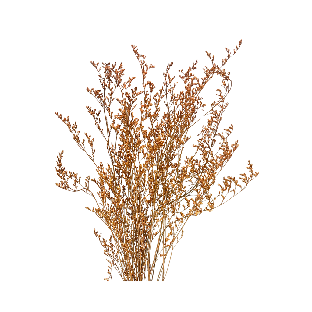 Preserved Limonium Caspia Flowers - Terracotta Orange by Source by Studio Skara