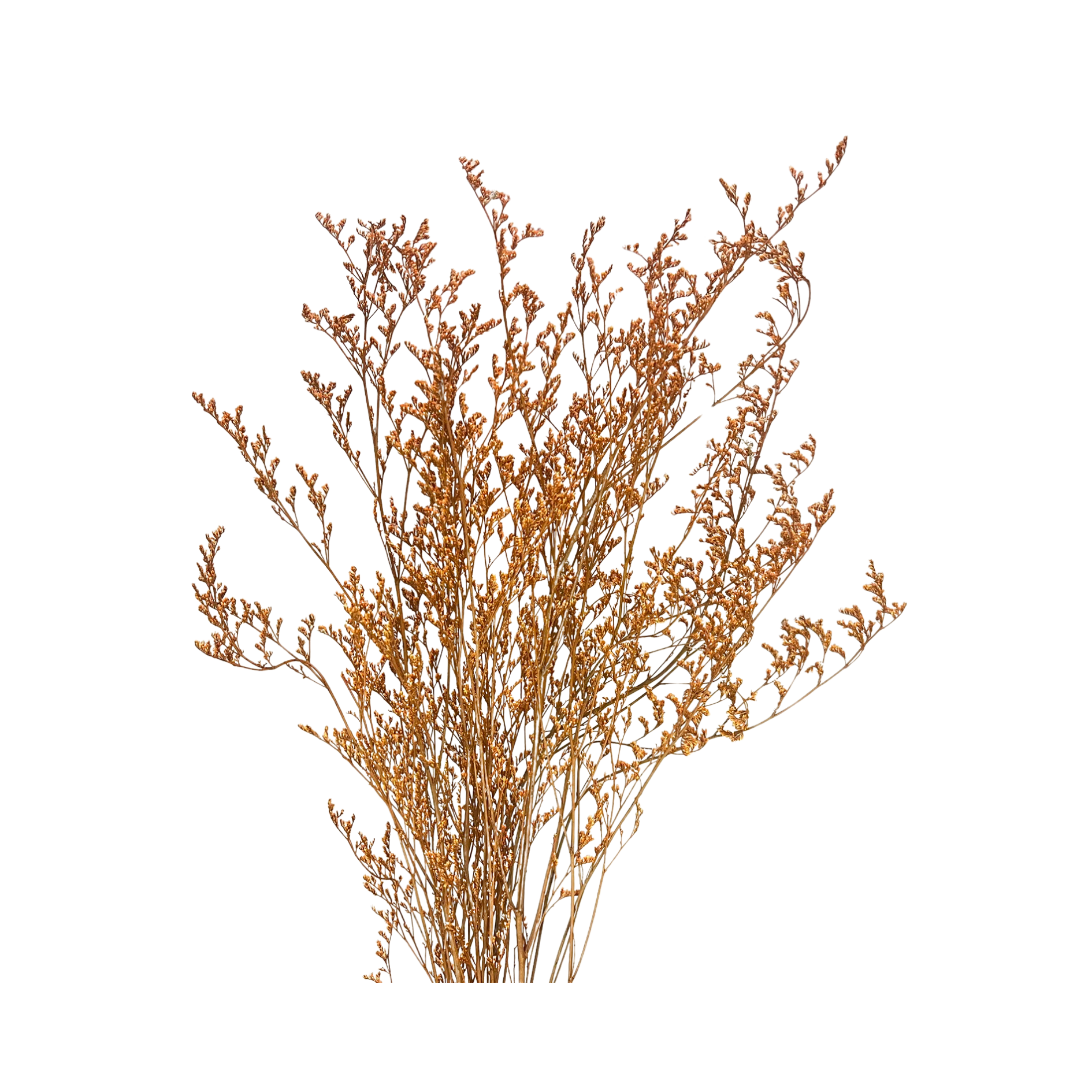 Preserved Limonium Caspia Flowers - Terracotta Orange by Source by Studio Skara