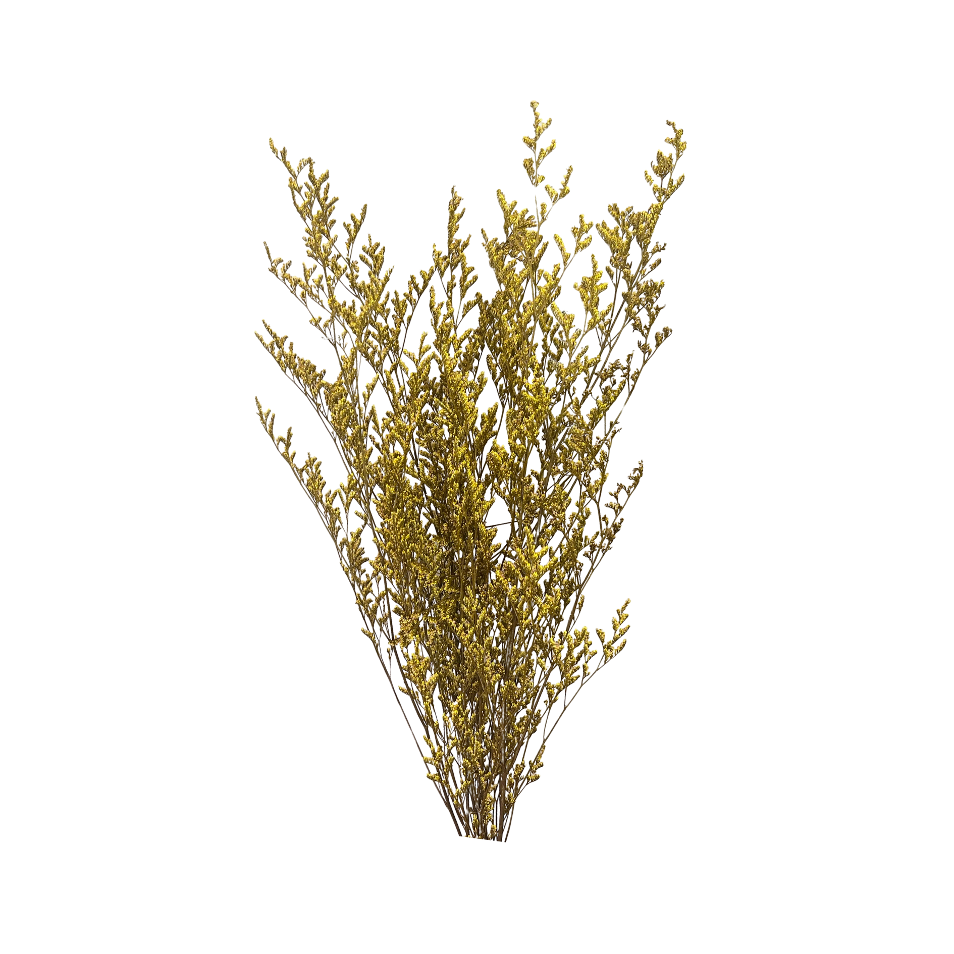 Preserved Limonium Caspia Flowers - Yellow by Source by Studio Skara