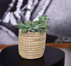 Succulent Basket Planter