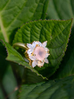 The Full Bloom Ring by Ash & Rose