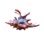 Velvet Claws Realistic Conch Shell Hair Claw in Mermaid Colors