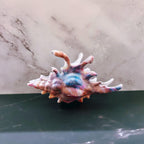 Velvet Claws Realistic Conch Shell Hair Claw in Mermaid Colors