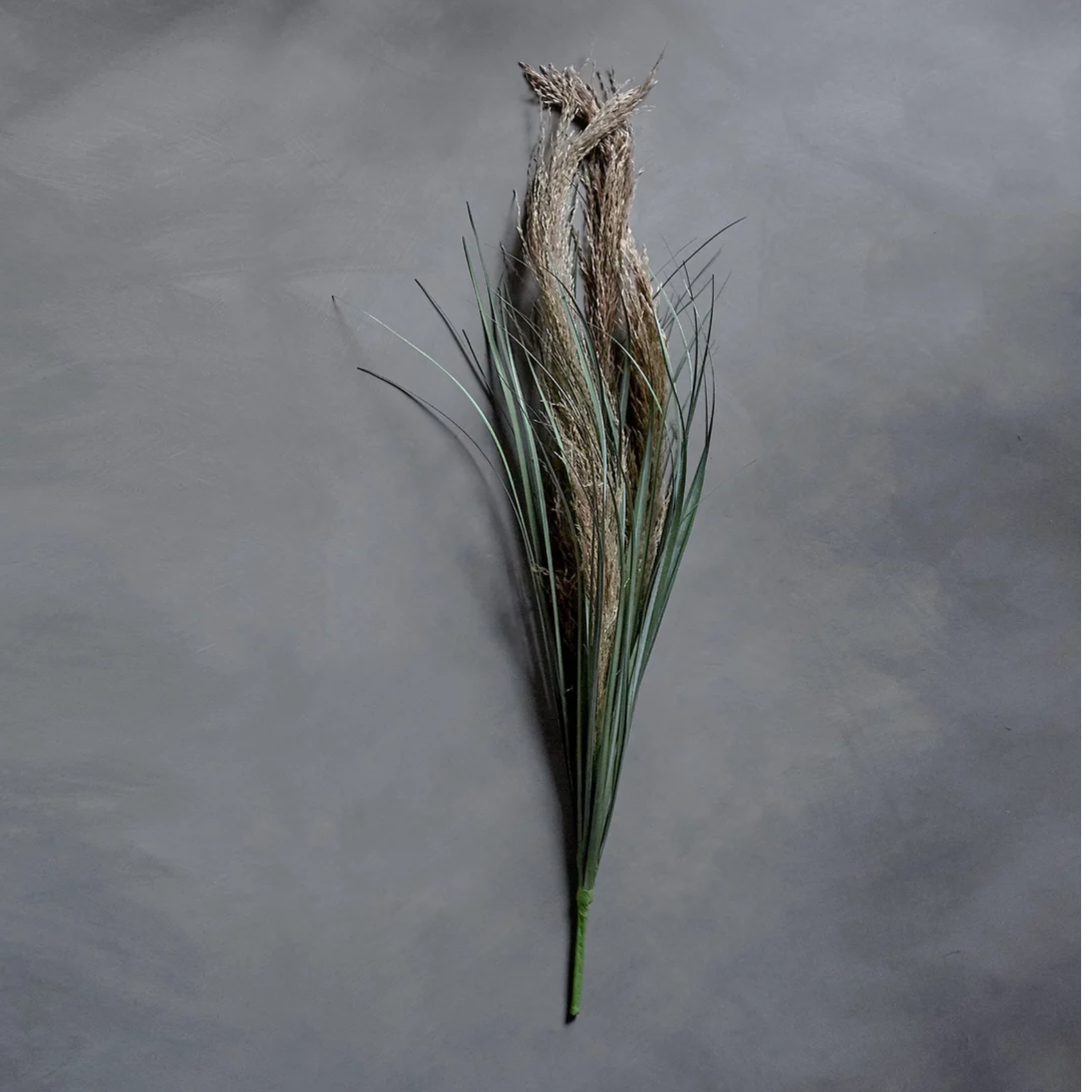 Wild Pampas Grass Stem by Source by Studio Skara