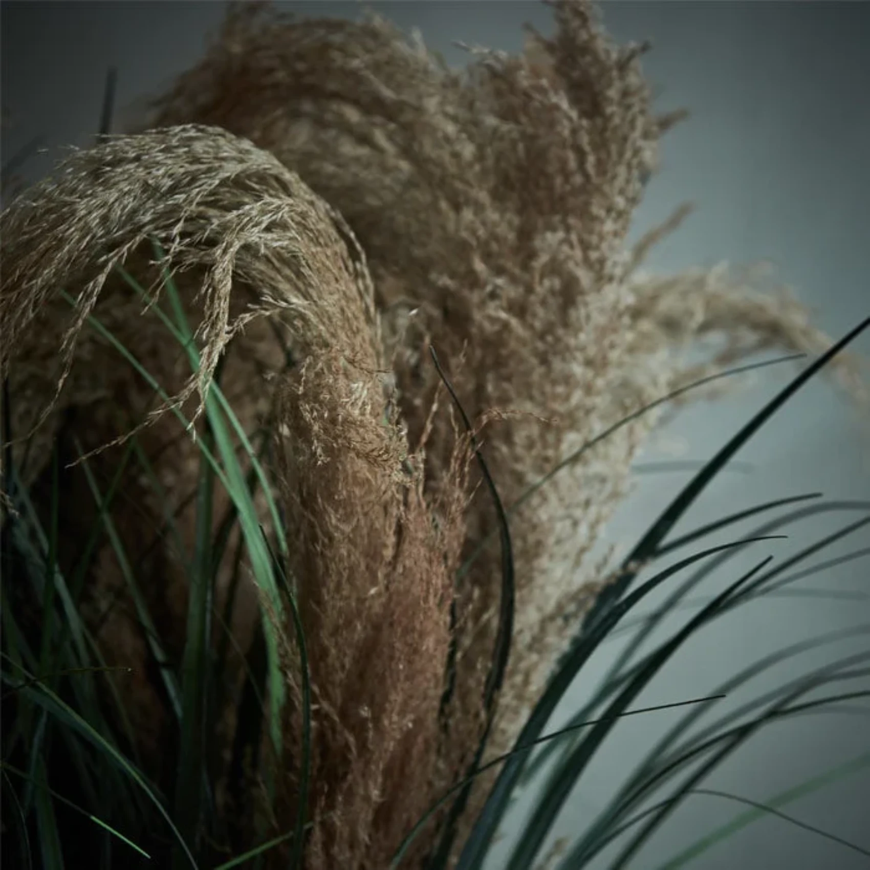 Wild Pampas Grass Stem by Source by Studio Skara