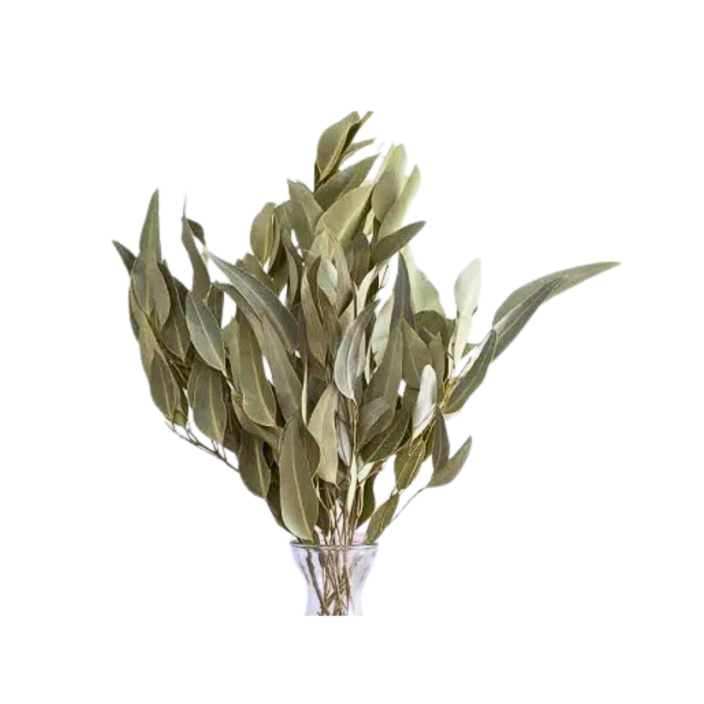 Dried Willow Eucalyptus - Sage Green by Source by Studio Skara