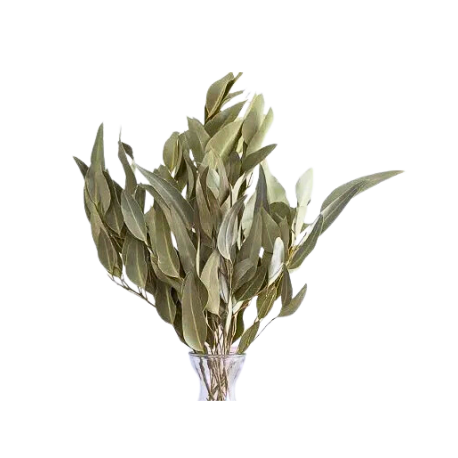 Dried Willow Eucalyptus - Sage Green by Source by Studio Skara