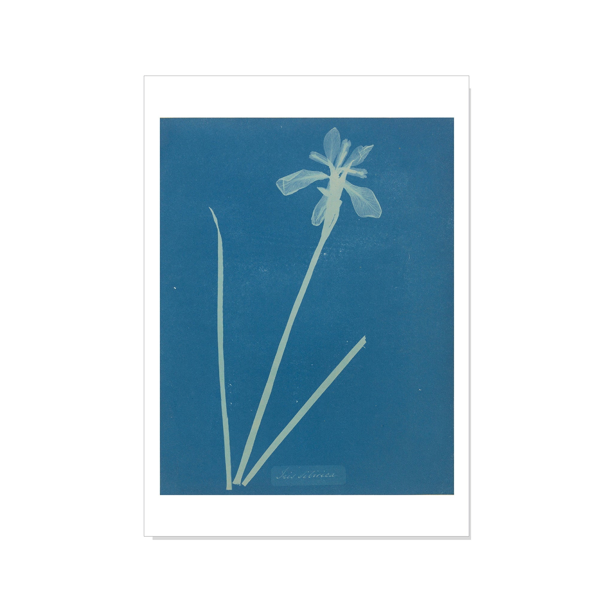 Atkins - Iris Sibirica - Postcard STATIONERY La Vie Bien Atkins - Iris Sibirica - Postcard