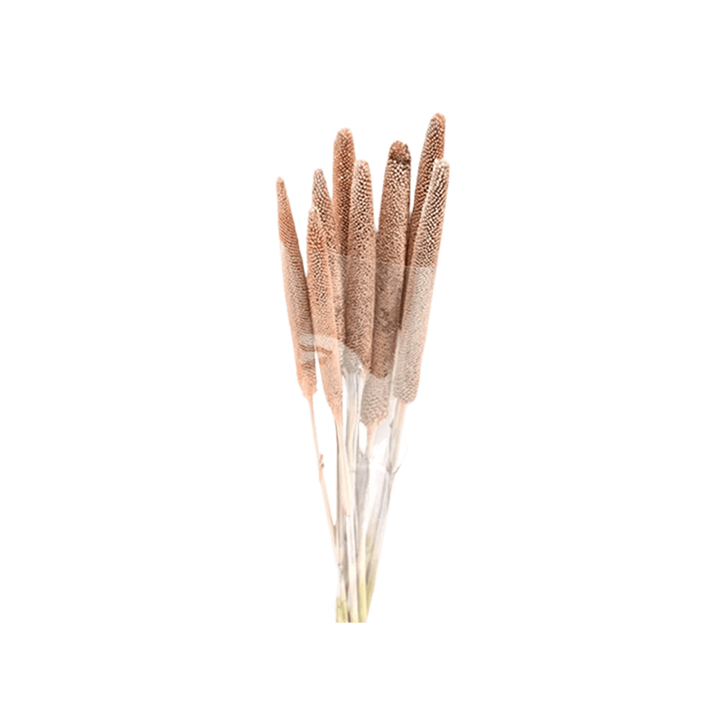 Babala Preserved Bouquet