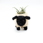 Baby Sheep Planter - Coco Coir Pots | LIKHÂ by LIKHÂ