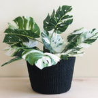 Black Scallop Basket - Handwoven Basket | LIKHÂ Baskets La Vie Bien Black Scallop Basket - Handwoven Basket | LIKHÂ