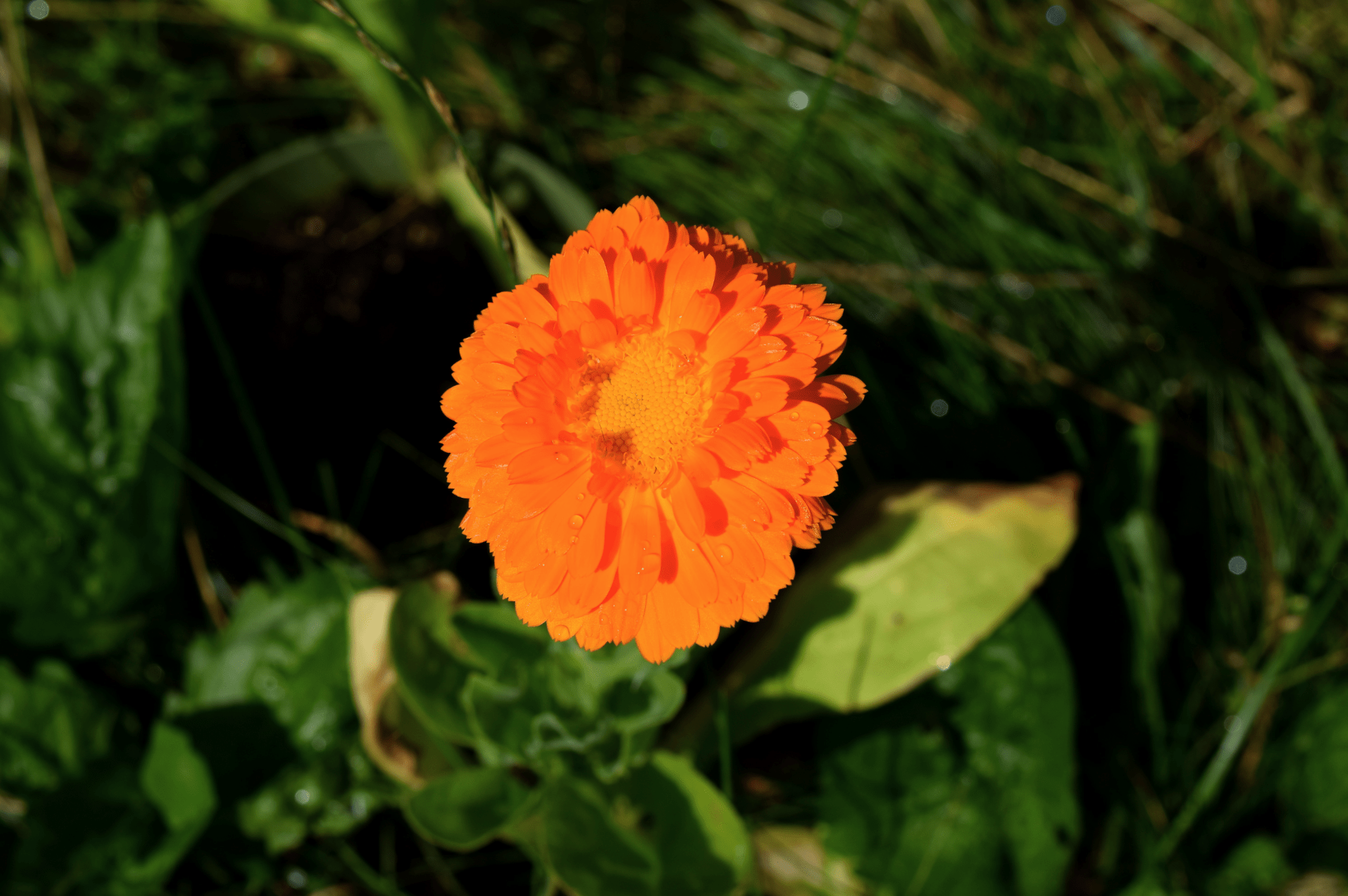 Calendula Balm La Vie Bien Calendula Balm