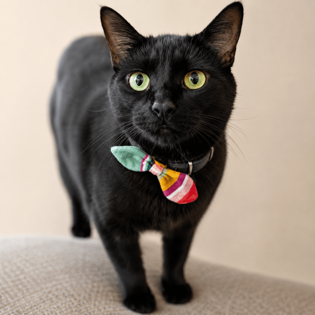 Cat and Dog Collar Bow Tie - Set of 3 Pet La Vie Bien Cat and Dog Collar Bow Tie - Set of 3