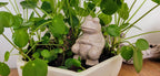 Chill Frog Watering Spike