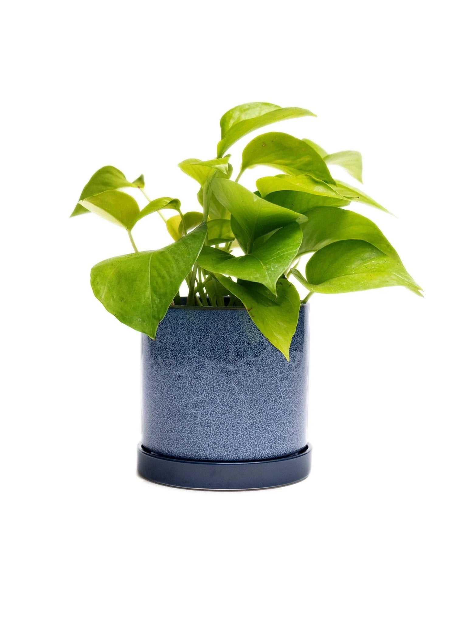 Cosmos Blue 3" Ceramic Plant Pot and Saucer by Ash & Rose