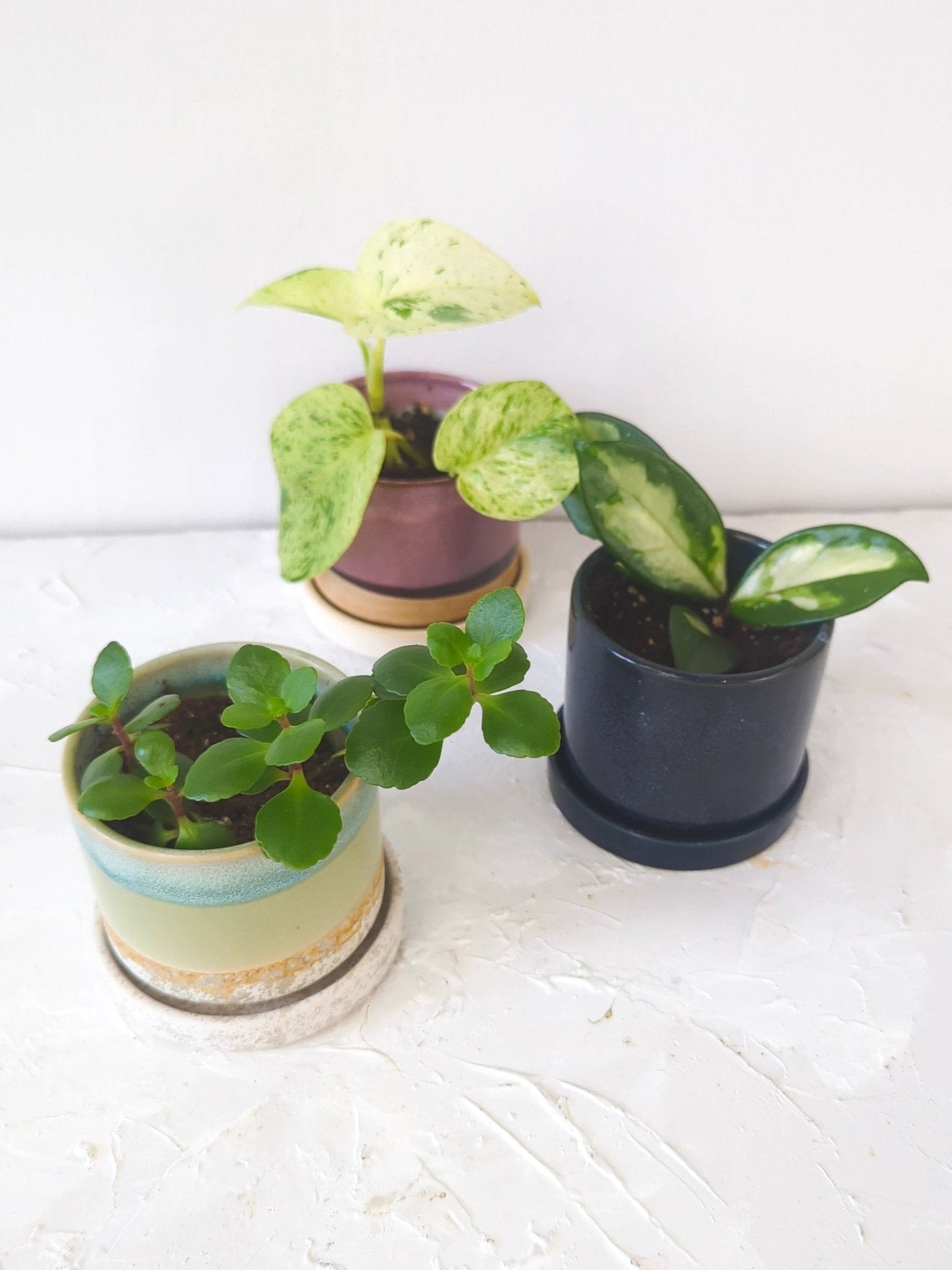 Cosmos Blue 3" Ceramic Plant Pot and Saucer by Ash & Rose