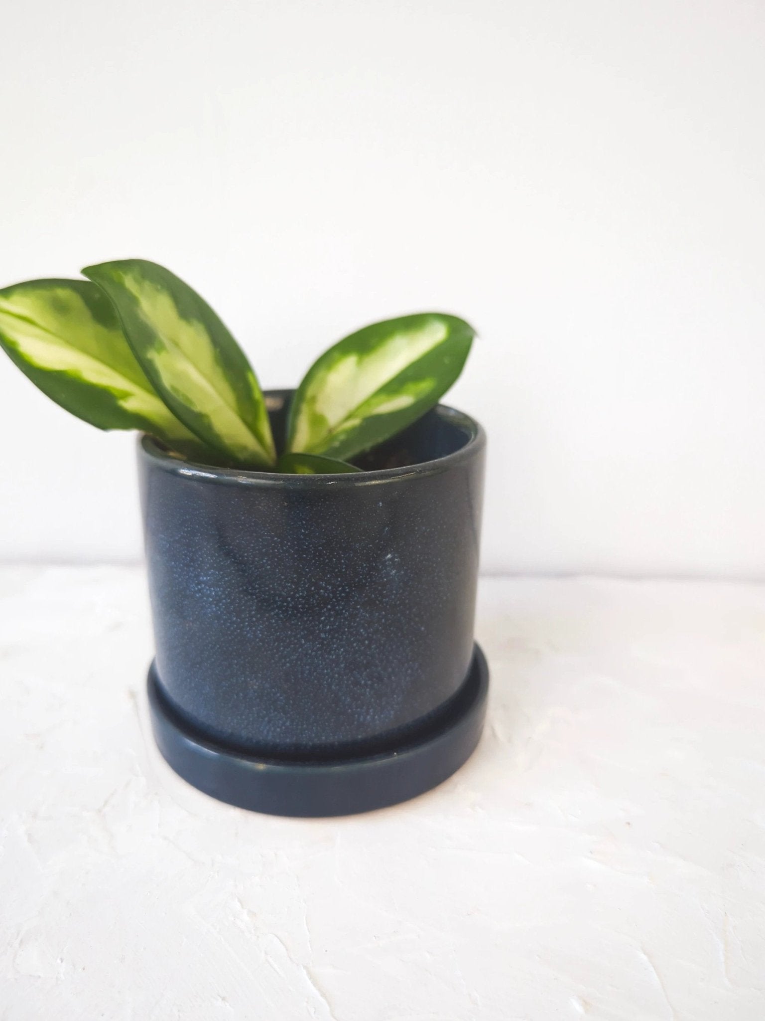 Cosmos Blue 3" Ceramic Plant Pot and Saucer by Ash & Rose